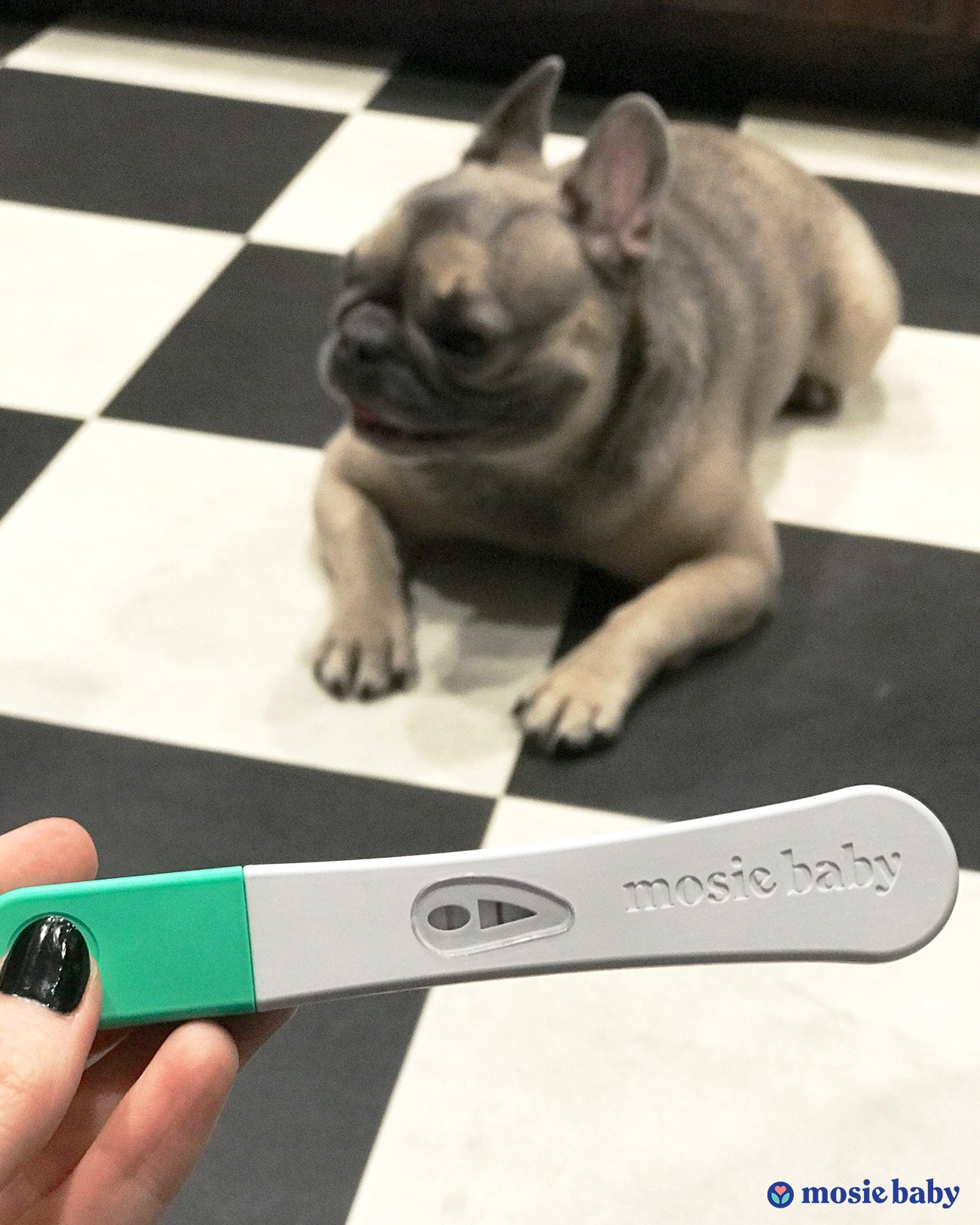 positive mosie baby pregnancy test with dog